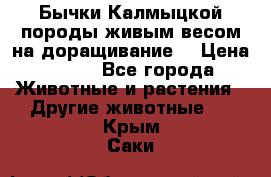 Бычки Калмыцкой породы живым весом на доращивание. › Цена ­ 135 - Все города Животные и растения » Другие животные   . Крым,Саки